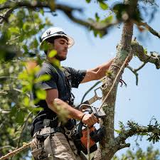 Understanding the Role of an Arborist